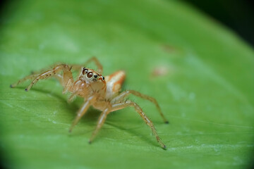 wolf spider on a leaf