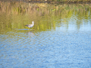 Greater Yellowleg Sandpipper in water