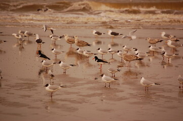 mixed birds on the  beach