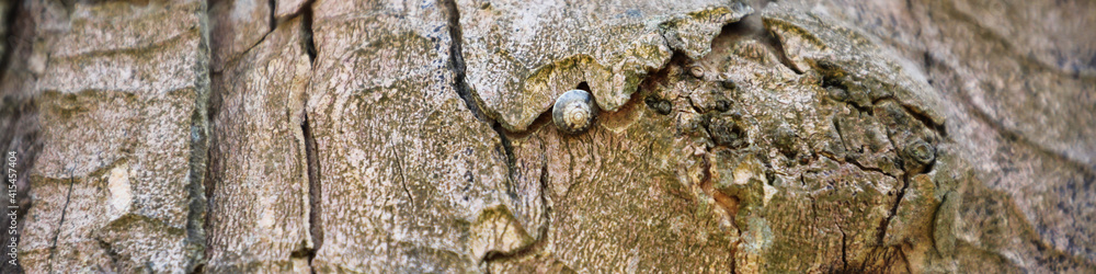 Canvas Prints texture of tree bark