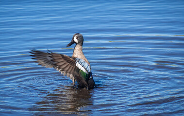 Blue-winged Teal in water