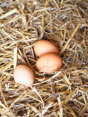 Chicken laid the eggs