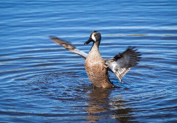 Blue-winged Teal in water