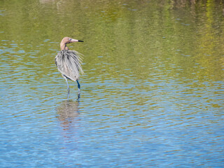 Reddish Egret in water