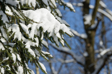 Winter branches covered with snow, ice and snowflakes. Frozen tree branch in winter forest. Winter forest landscape. Seasonal cold weather background.
