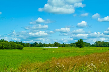 Fototapeta na wymiar summer field on the background of a blue sky with clouds