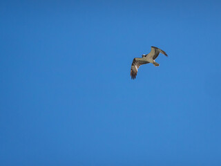 Osprey flying in front of blue sky