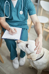 High angle view at white Labrador dog at vet clinic with male veterinarian stroking his head, copy...