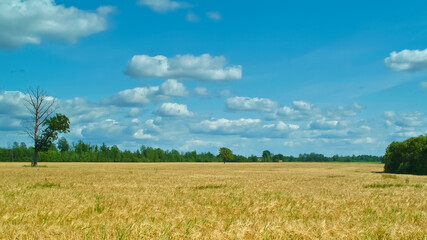 wheat field on the background of a blue sky with clouds