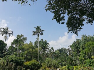 Fototapeta na wymiar Overview of Singapore's Botanic Gardens - August 2018