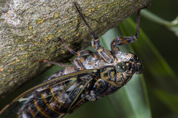 Close-up of Tree Cicada (Lyristes plebejus)