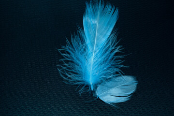 Two feathers, blue. Light and fluffy on a black background.