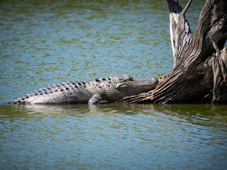Alligator with tree