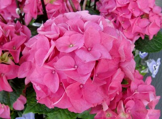Blooming pink hydrangea flowers at the garden.