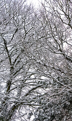 snow covered trees