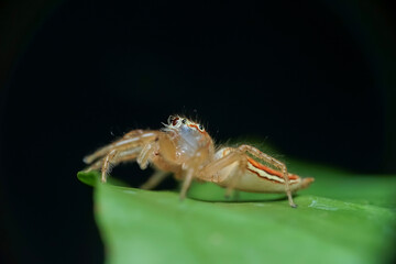 spider on a leaf