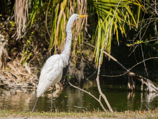 Great white egret eating a lizard