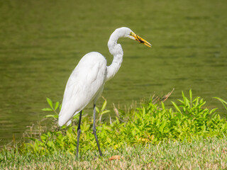 Great white egret eating a lizard