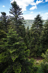 Black Forest Conifer Trees in Germany