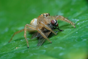 fly on leaf
