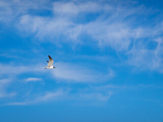 Laughing gull flying in a blue sky