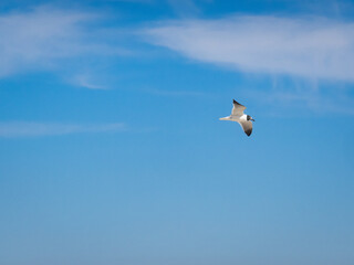 Obraz premium Laughing gull flying in a blue sky