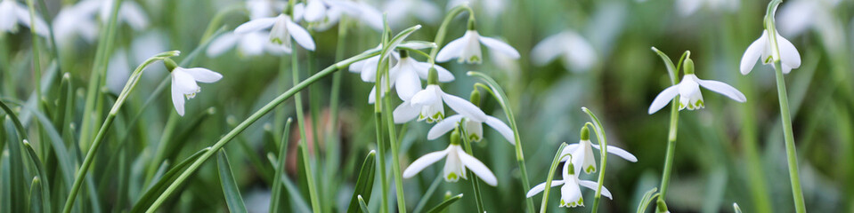 Galantus nivalis flower - snowdrops