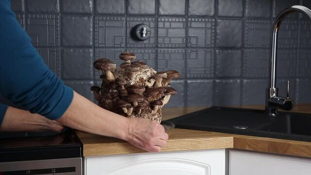 Woman showing Shiitake mushrooms, Lentinula edodes growing kit in home kitchen counter by sink, fungiculture. Fun hobby growing food in home.