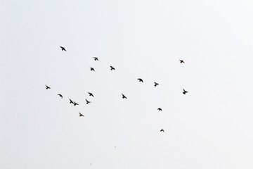 Beautiful view of a flock of birds flying in the sky