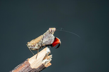 red and white moth