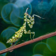 grasshopper on a branch