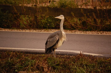 Heron