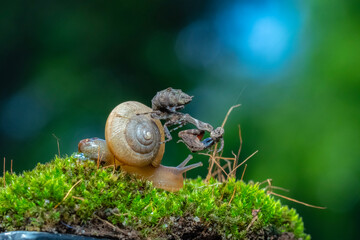 snail on a leaf