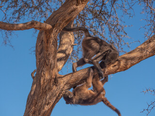Fototapeta na wymiar Chacma baboons at play