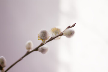 willow twig on the background of a white wall with a shadow