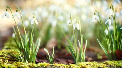 Galantus nivalis flowers on the morning