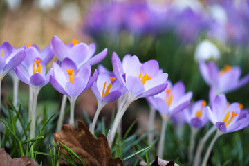 Petal saffron flowers in the garden - crocus flowers