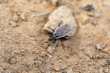 Bugs crawl on the ground, North China