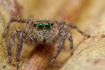 spider on the web