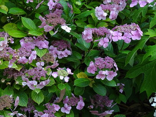 HYDRANGEA. COMPOUND FLOWERS.  PURPLE COLOR. 