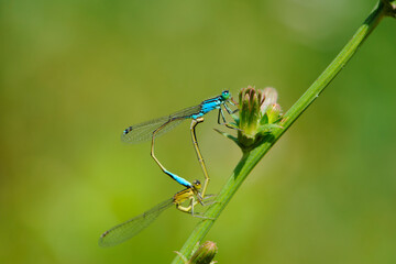 Coenagrion puella. two dragonflies on a green branch, place for text. a pair of dragonflies mate in a bright and green natural environment. close-up. light green background. blue and yellow dragonfly