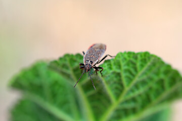 Bugs crawling on green leaves, North China