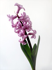lilac hyacinth for natural background