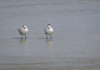 Elegant tern on water of a beach