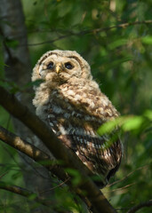 Naklejka premium Baby owl