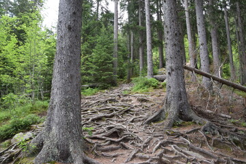 foret
