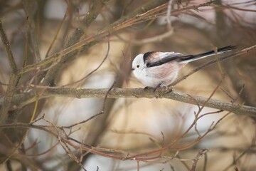The long-tailed tit, a cute white, brown and black songbird, perching on a branch. Blurry background.