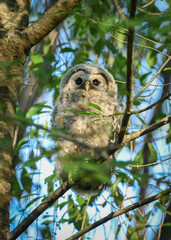 Baby owl