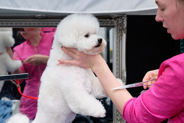 bichon frise on the table which is cared for by a professional groomer using special tools