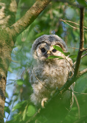 Owlet looking
